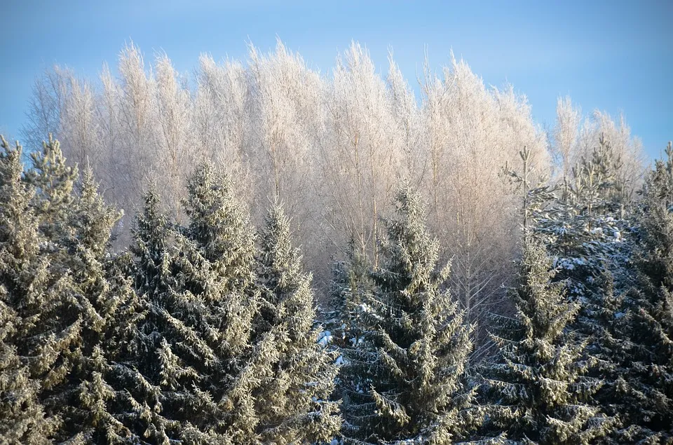 Без осадков и до -14°C будет в Гомеле 2 февраля
