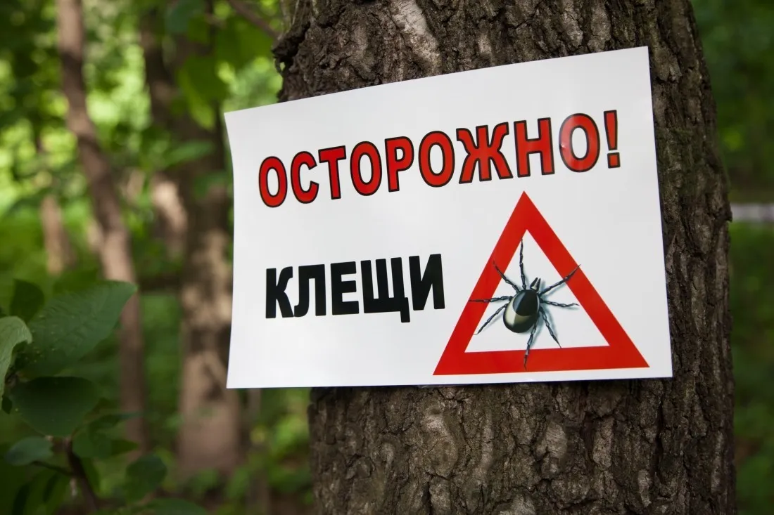 Посадить чабрец и шалфей. Как ещё уберечься от клещей