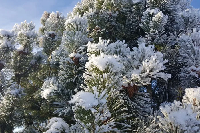 Слабый туман и до +9°C ожидается в Гомеле 2 января