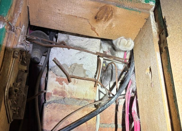 В Рогачеве кошка застряла в кабельной шахте: на помощь пришли спасатели