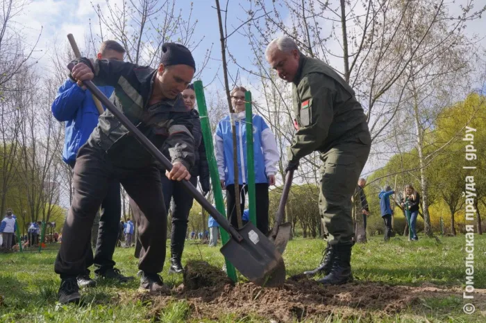 300 молодых кленов, лип и рябин: зона отдыха в Волотове преобразилась