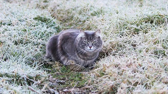 В Беларуси 1 октября ожидаются ночные заморозки до -3°С