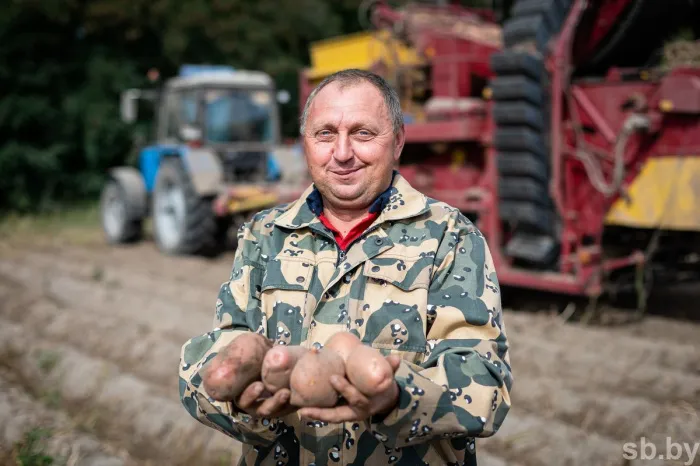 Урожайность картофеля радует светлогорских аграриев