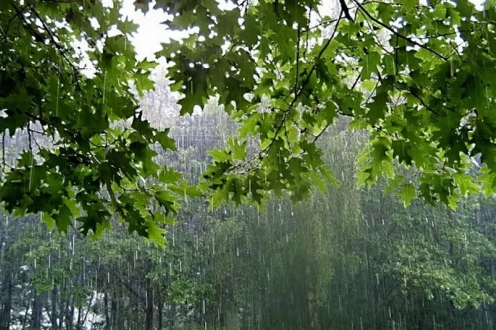 Дожди и до +16°C прогнозируют в Гомеле 30 мая