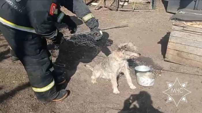 Спасатели оказали помощь собаке в Светлогорске