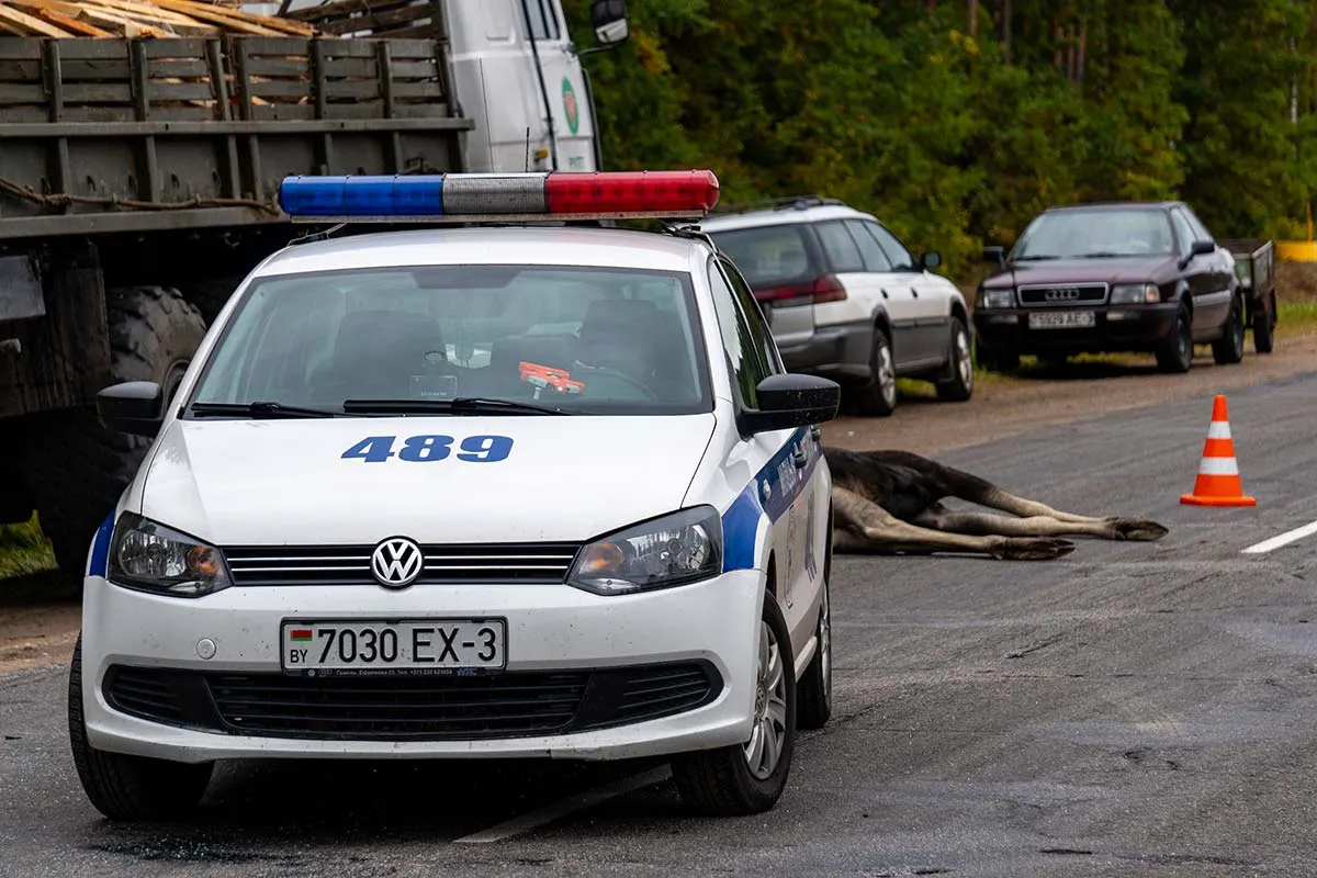 Под Светлогорском лось протаранил автомобиль: животное погибло, водитель не пострадал 