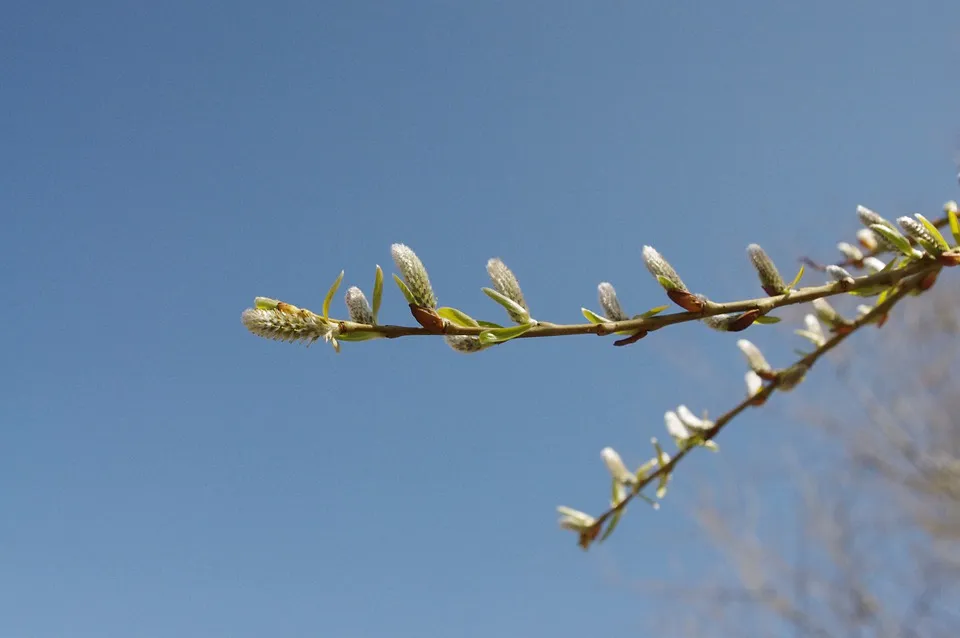 Дождь и до +8°C ожидается в Гомеле 2 апреля