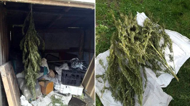Житель Жлобинского района прятал в домашнем кресле марихуану