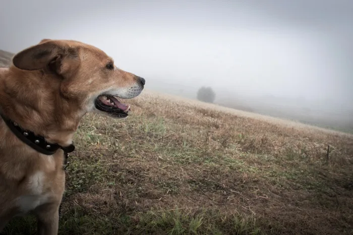 15 ноября температура воздуха в Гомеле достигнет +4..+6°C