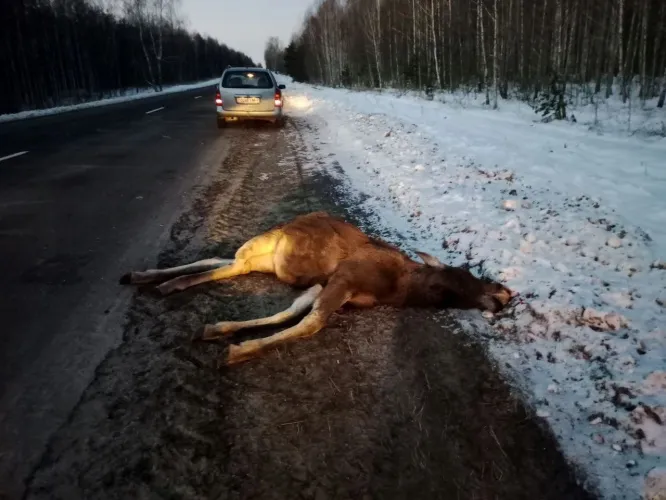В Ветковском районе водитель сбил лося