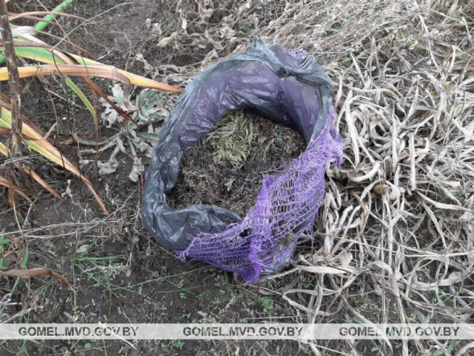 В Гомельском районе задержали парня с крупным весом марихуаны