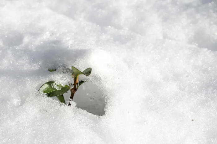 Осадки и до +5°C ожидается в Гомеле 5 февраля