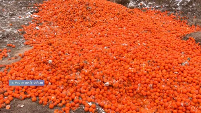 В резонансном деле о несанкционированном размещении гнилых мандаринов в окружающую среду вблизи Гомеля поставлена точка