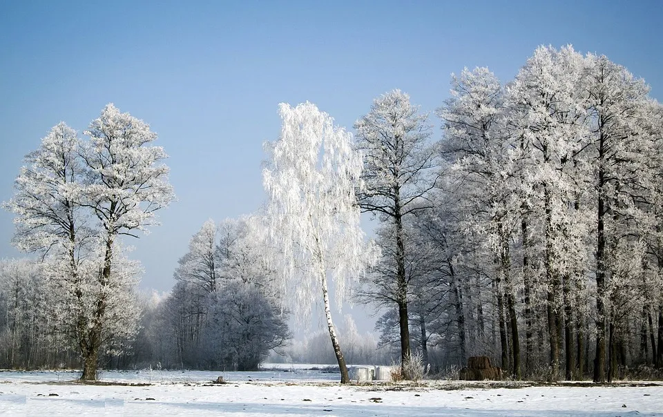 19 февраля в Гомеле прогнозируют до -27°С. Объявлен оранжевый уровень опасности
