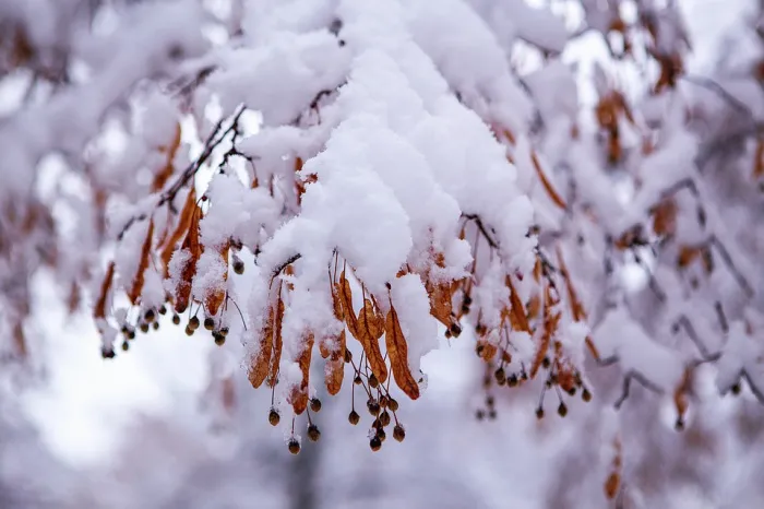 Осадки, гололедица и до +3°C ожидается в Гомеле 24 декабря