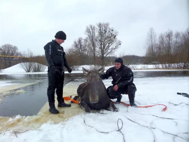 В Речицком районе лосихе помогли выбраться из воды