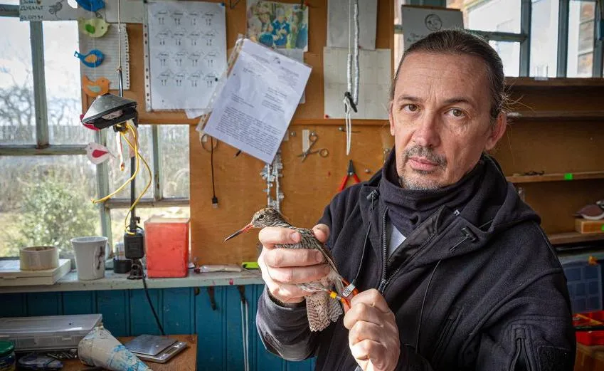 Журналисты "Гомельскай праўды" посчитали всех куликов Туровщины и узнали, где зимуют белорусские чибисы