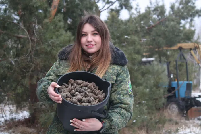 Надежный запас посадочного материала: в Беларуси близится к завершению сбор урожая шишек