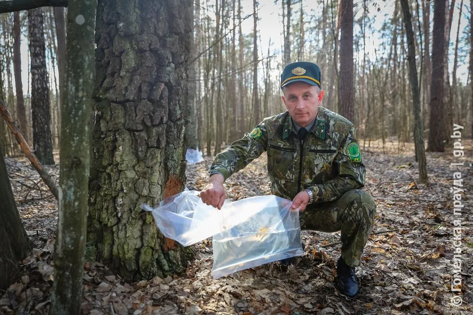 В Наровлянском районе ведется заготовка березового сока для населения