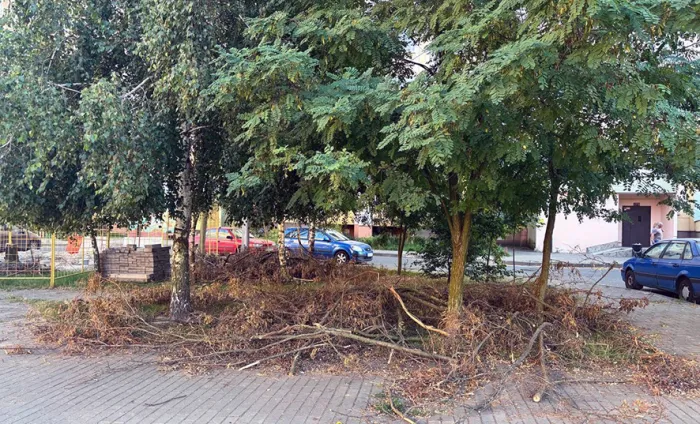Сухие ветки над головами: какие нарушения в благоустройстве выявила прокуратура Гомеля