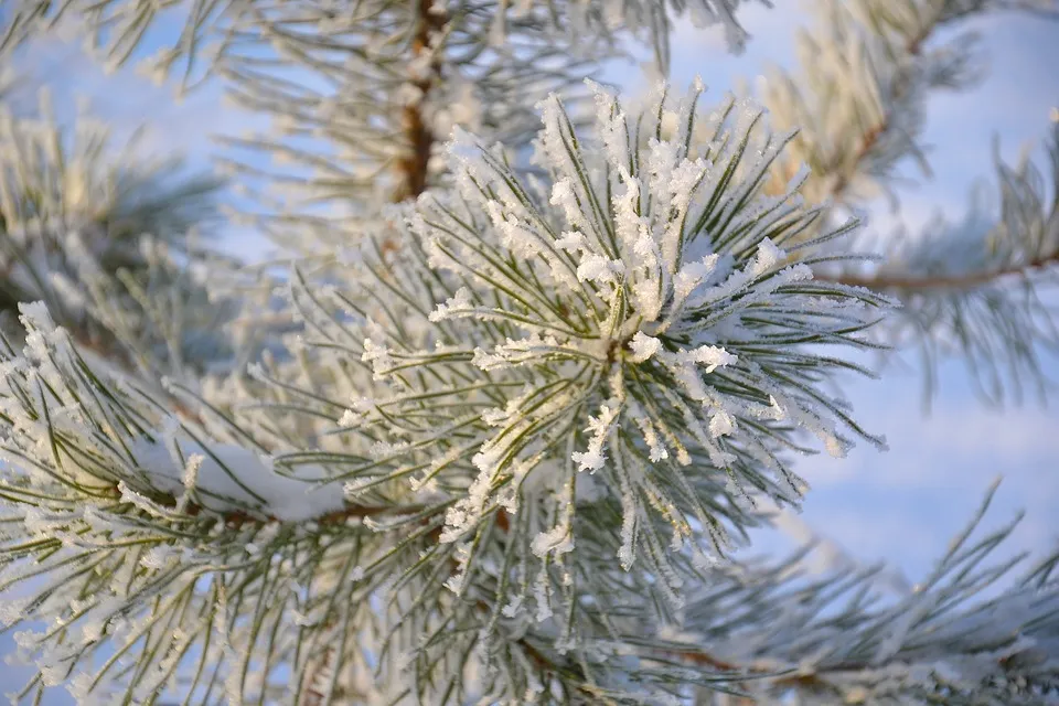 11 января в Гомеле ожидается небольшой снег и до -9°С 