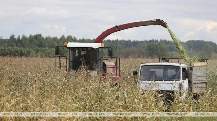 Аграрии Гомельской области убрали почти 90% площадей кукурузы на силос