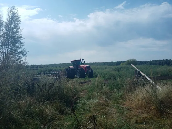 В Буда-Кошелевском районе правоохранители уничтожили около 800 килограммов дикорастущей конопли 