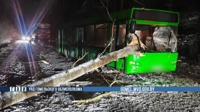 В Гомельском районе на автобус упало дерево. Пассажиры и водитель не пострадали