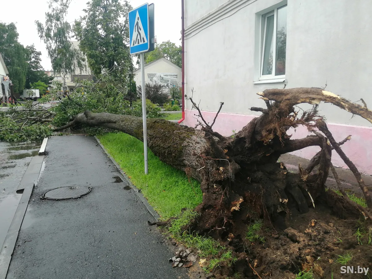 В Светлогорске два человека получили травмы из-за падения дерева