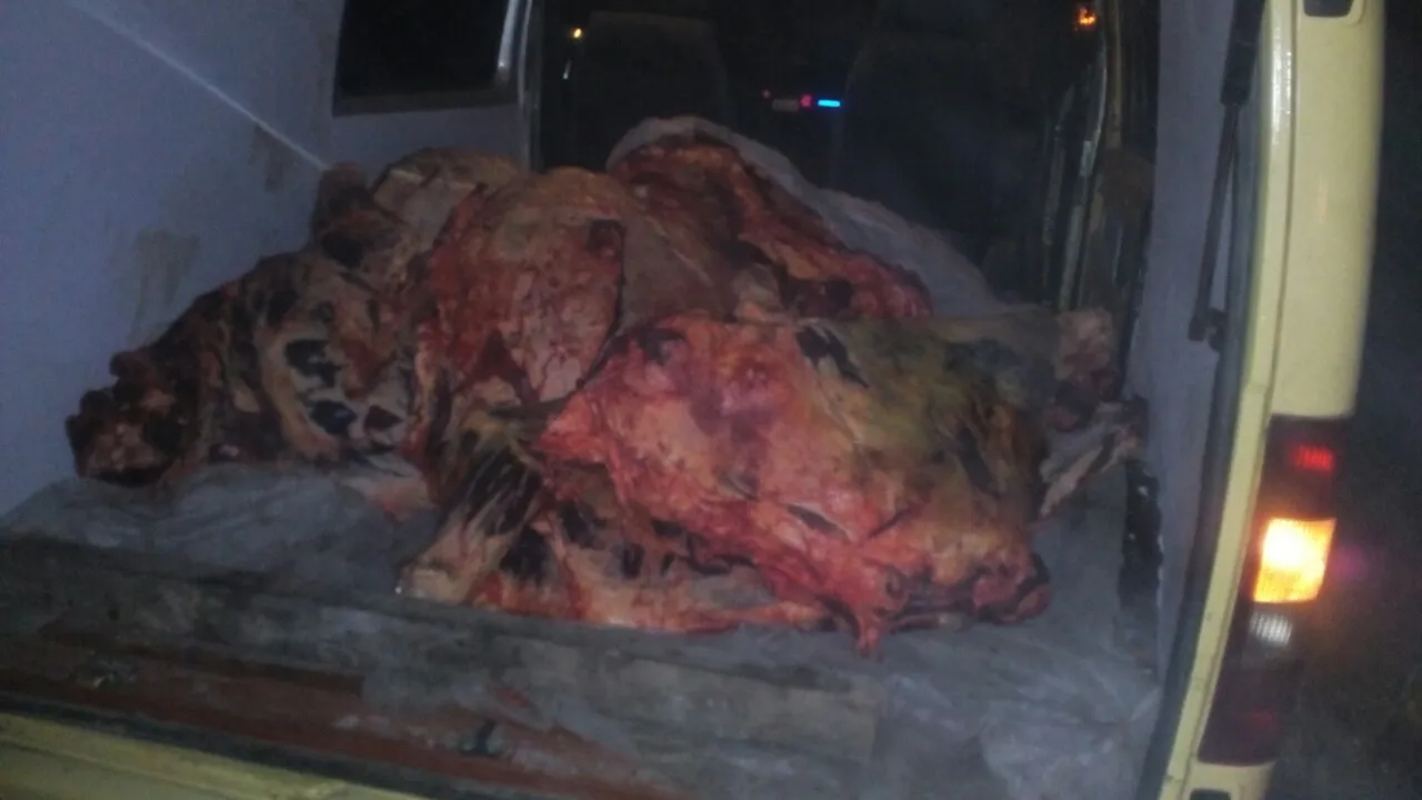 В Добрушском районе гомельские пограничники задержали около тонны мяса