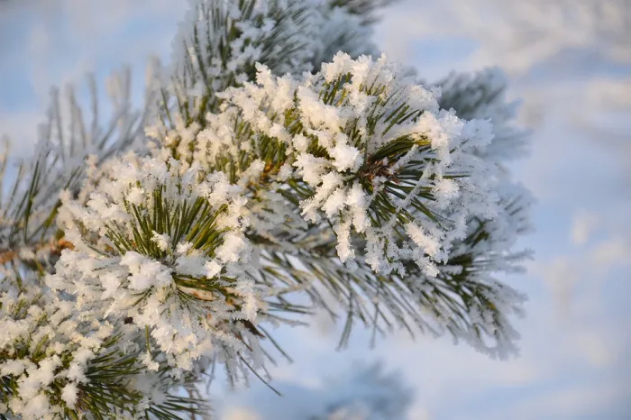 Без осадков и до -8°C ночью ожидается в Гомеле 1 декабря