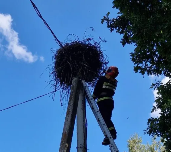 В Рогачевском районе спасатели оказали помощь аисту