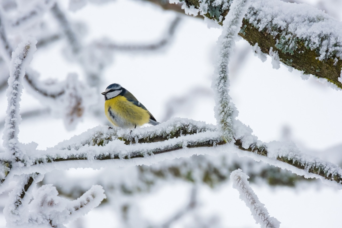 bird-5981360_1280.jpg bird-5981360_1280.jpg