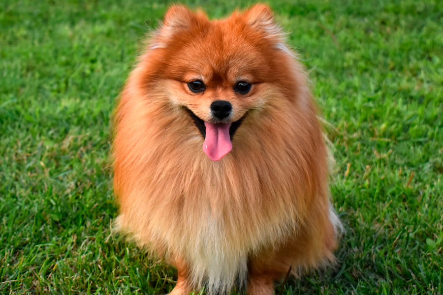 Померанский шпиц pomeranian.jpg