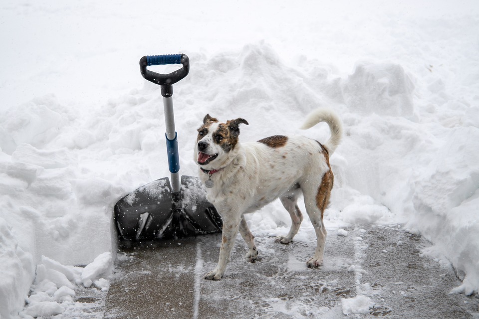 snow-shovel-4658403_960_720.jpg