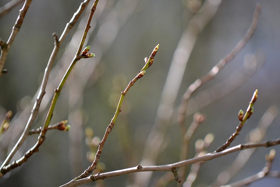 tree-3350885_960_720.jpg