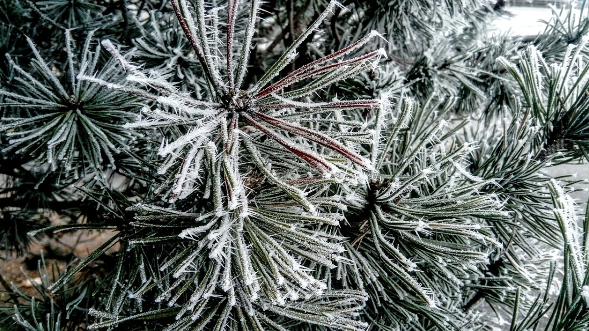 frost-3018047_1280.jpg frost-3018047_1280.jpg