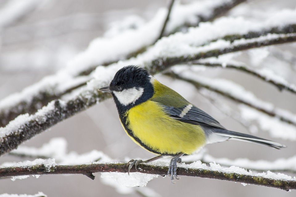 great-tit-6545397_960_720.jpg
