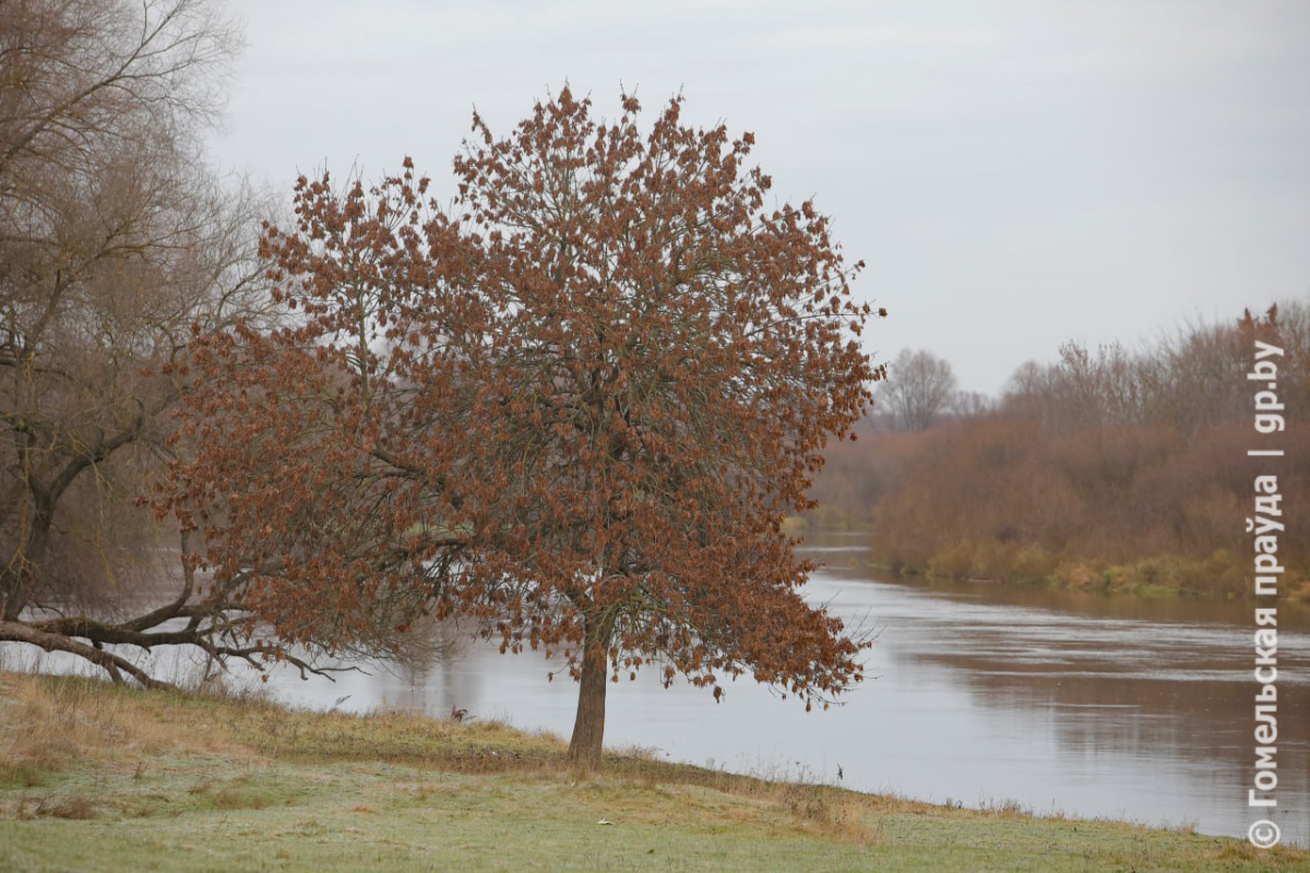 Korotkevich-4.jpg