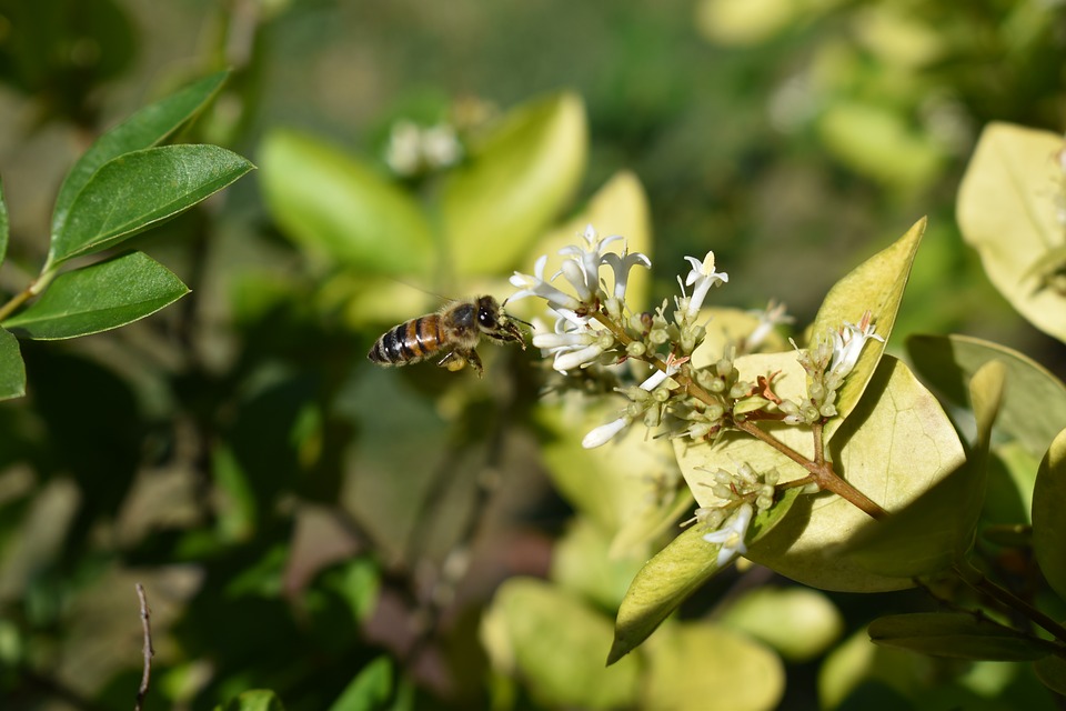 honeysuckle-2421478_960_720.jpg