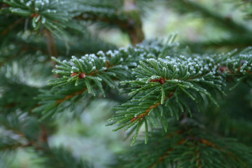pine-needles-6724553_960_720.jpg