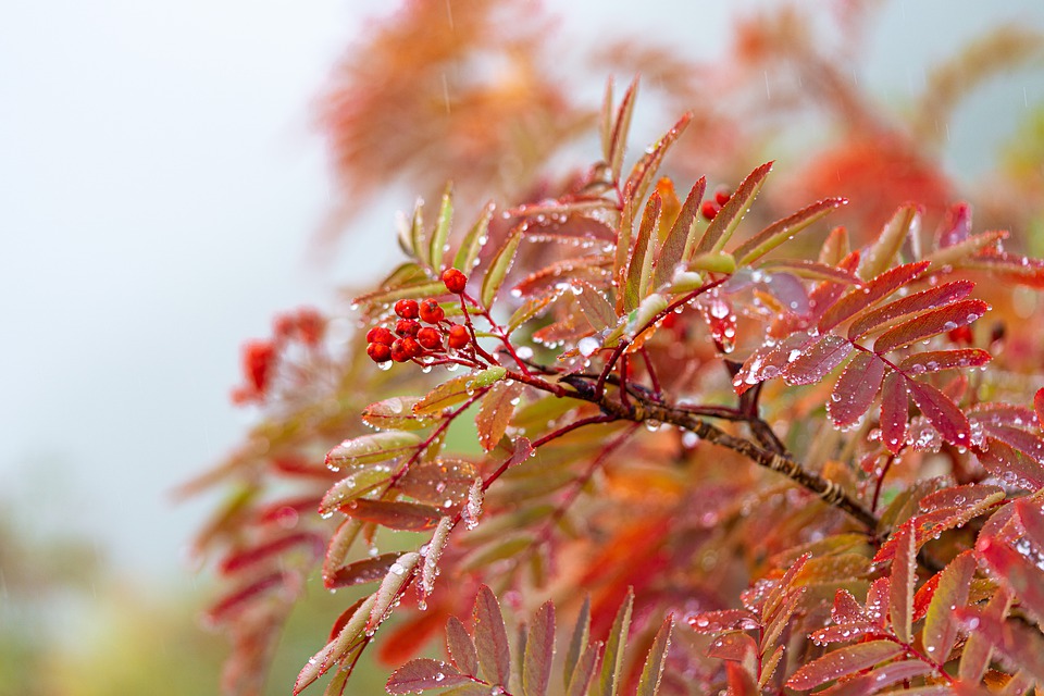 plant-4520102_960_720.jpg