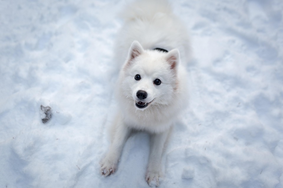 animal-3267564_960_720.jpg