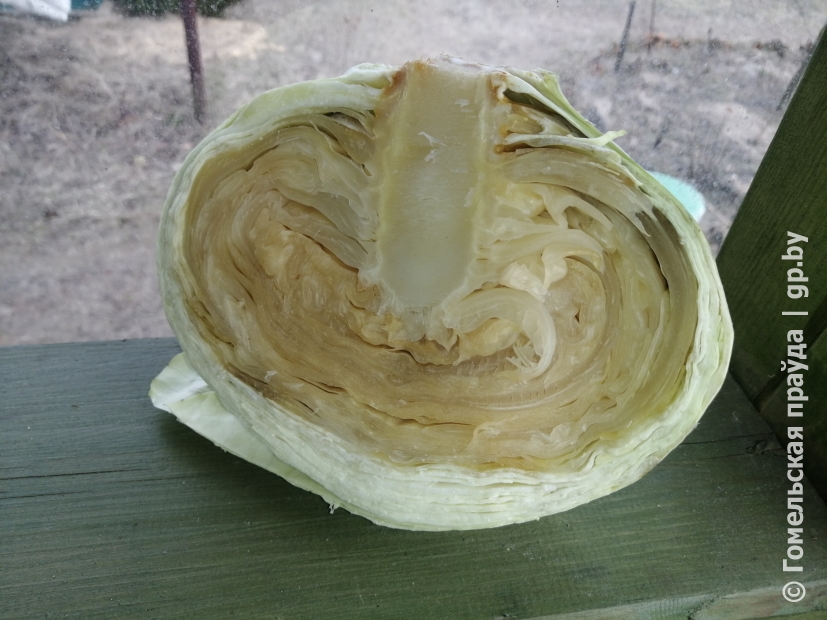 капуста до хруста.JPG IMG_20240303_163944_result.jpg