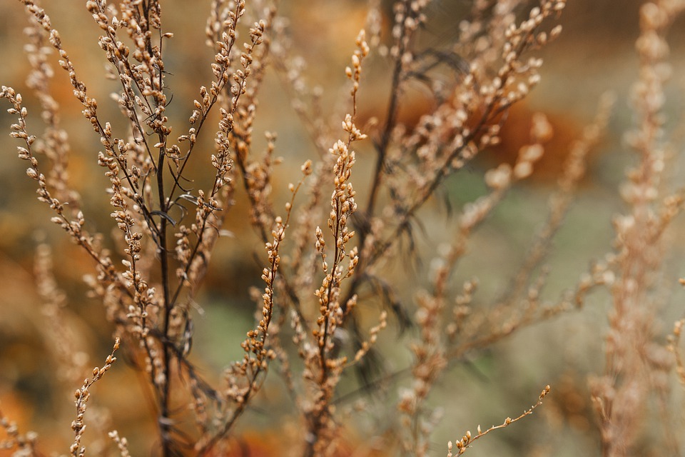 forest-6746433_960_720.jpg
