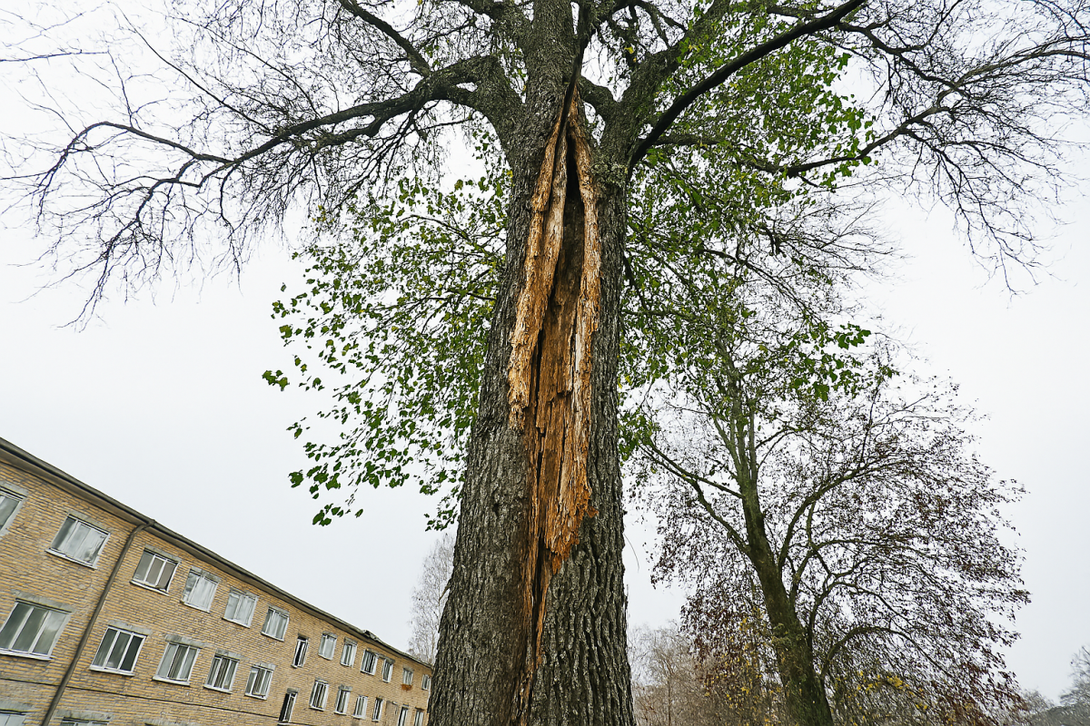 BCO.9ec6c7db-12d0-4309-b112-8f0eb0eb028d.png