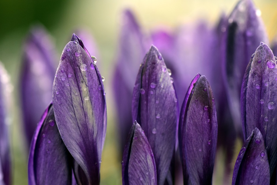 crocus-3255188_960_720.jpg crocus-3255188_960_720.jpg