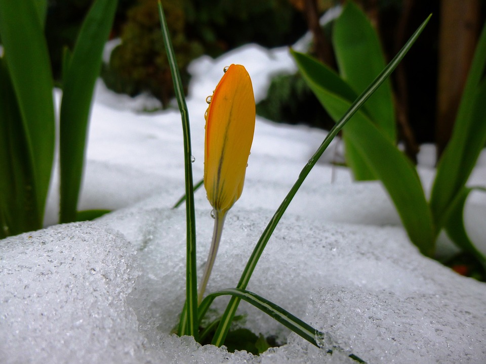 yellow-flower-191765_960_720.jpg