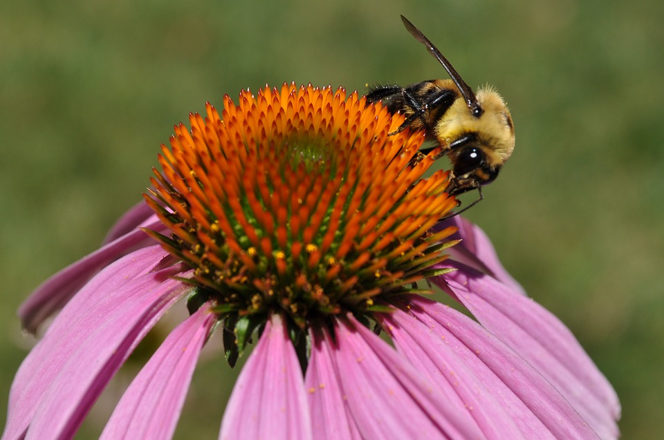 pollen-3551299_960_720.jpg