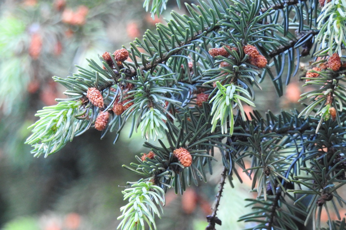 silver-spruce-3451945_1280.jpg